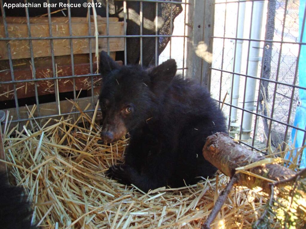 Appalachian Bear Rescue cub #12