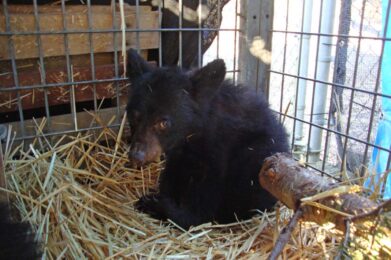 Appalachian Bear Rescue cub #12