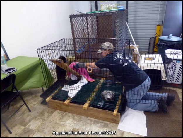 Coy reaches into cage