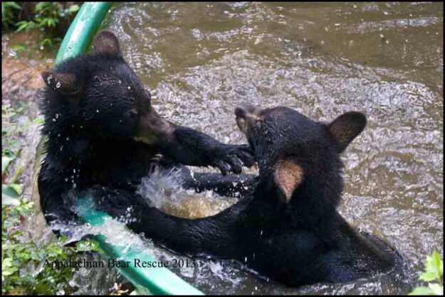 Two cubs sparring in the pool