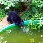 Bennie drinks from pool