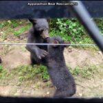 Two cubs start to fight
