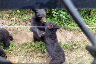 Two cubs start to fight