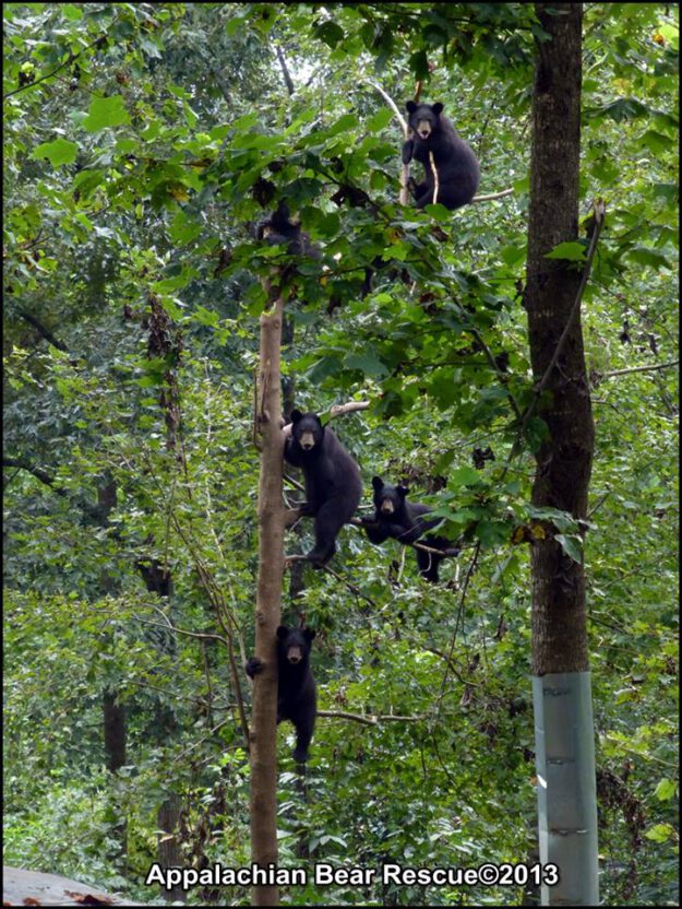 6 cubs in tree