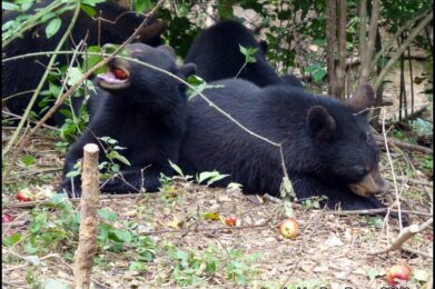 cubs eat apples