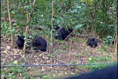 6 cubs forage