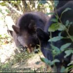 2 cubs forage