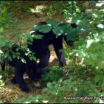 two cubs foraging