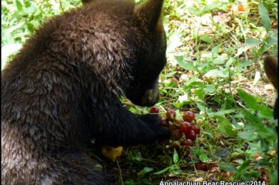 Cub with grapes