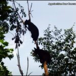 cubs in tree