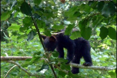 Cub in tree, eating
