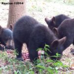 4 cubs foraging