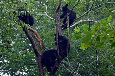 4 cubs in tree