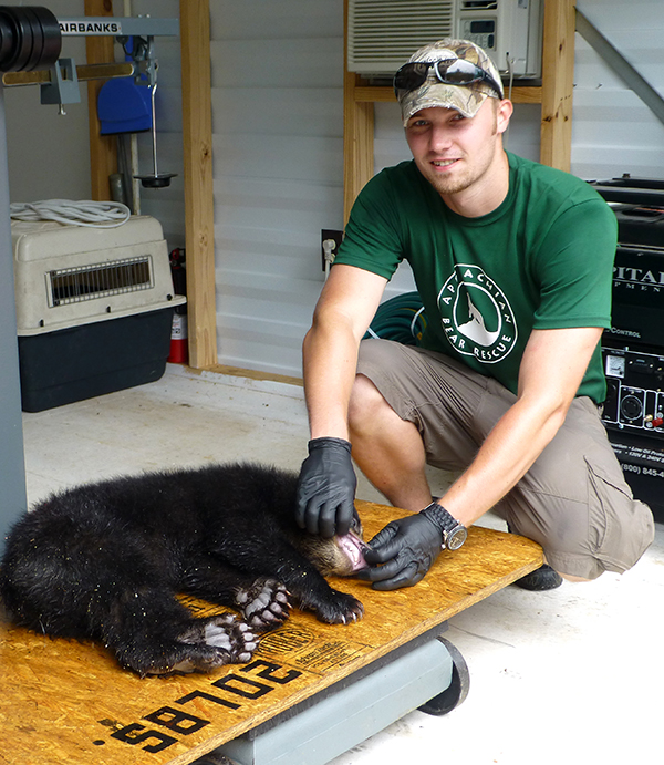 ABR Bear #369! - Appalachian Bear Rescue