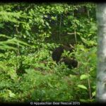 3 cubs forage