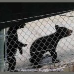 2 cubs in pen