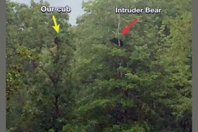 Intruder bear