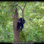 cub in tree
