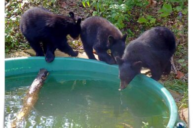 3 cubs drink