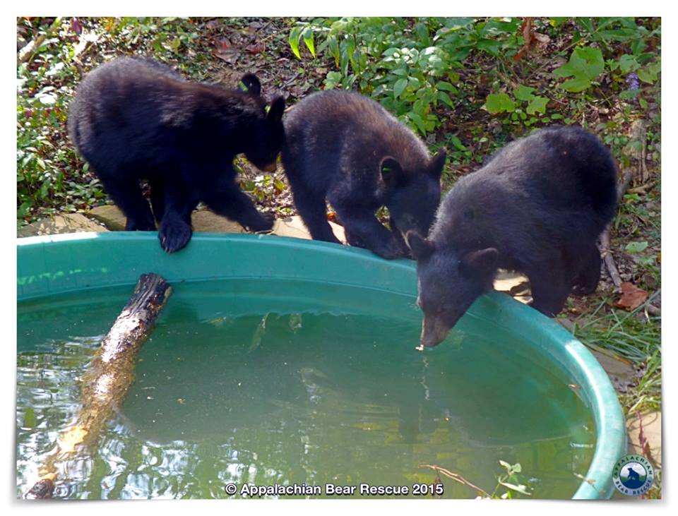 3 cubs drink