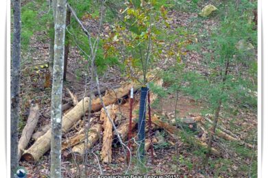 dugout in log pile