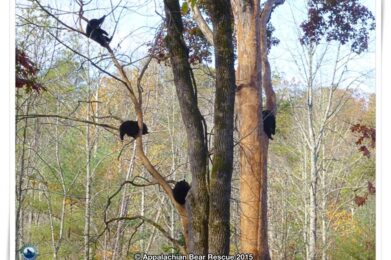 cubs in trees