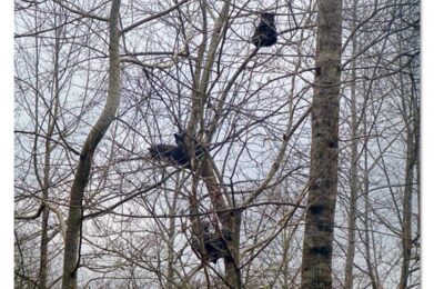 Cubs in trees