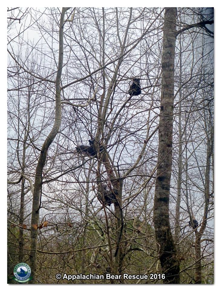 Cubs in trees
