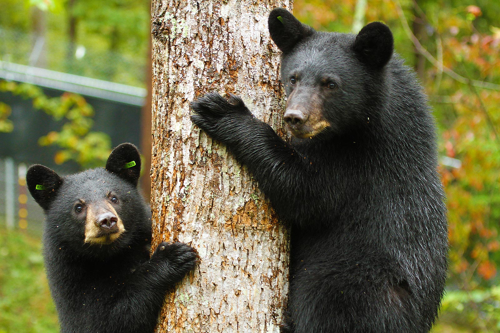 Медведь барибал умеет лазить по деревьям. Барибал и бурый медведь. Барибал (Ursus americanus). Американский медведь Барибал. Барибал Северной Америки.
