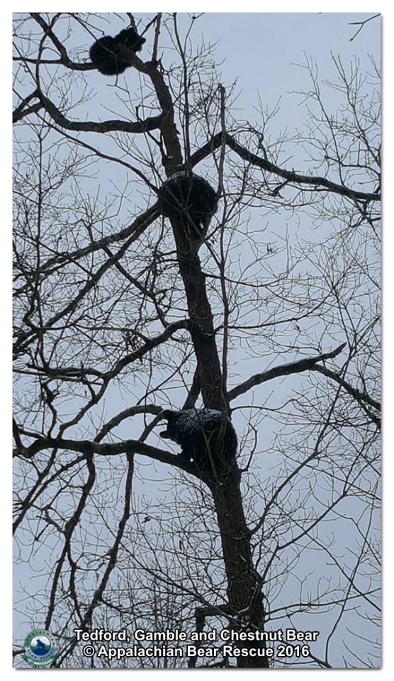 Cubs in tree