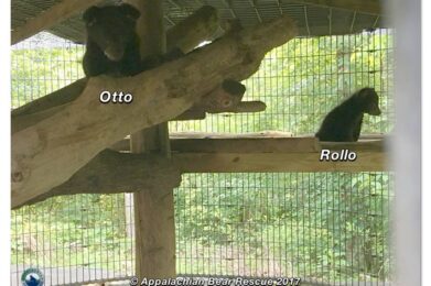 Otto and Rollo