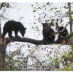 Three cubs