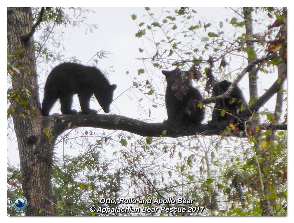 Three cubs