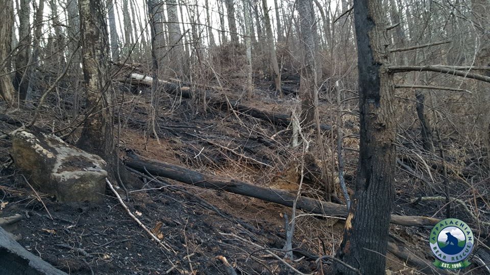 burned area