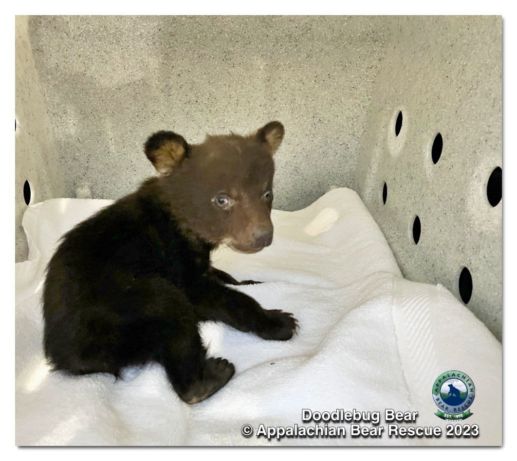 All About Doodlebug - Appalachian Bear Rescue