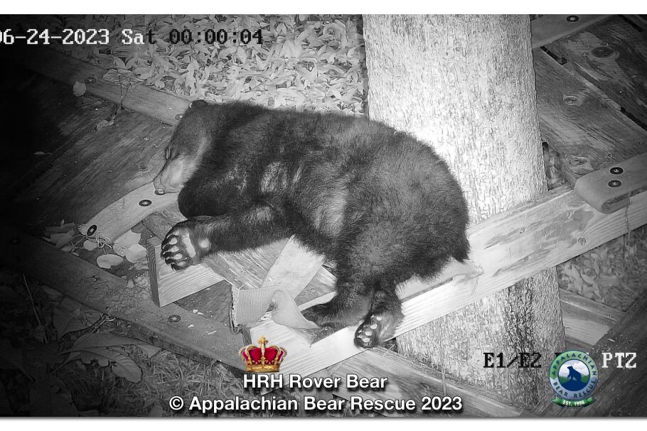 All About Doodlebug - Appalachian Bear Rescue