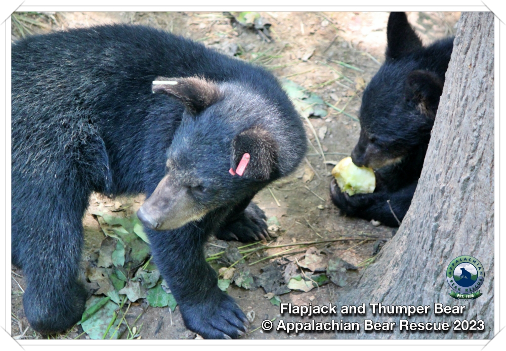 Flapjack, bear at Appalachian Bear Rescue dies after sudden illness, other  bears sick