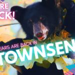 BEARS ARE BACK IN TOWNSEND Campaign Appalachian Bear Rescue 2026