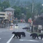 black bears Gatlinburg Tennessee 2024 appalachian bear rescue